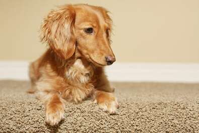 No matter what type of pet you have, we can help take care of the stains. Our carpet cleaners in Bergen County NJ are trained to remove all types of pet stains, including urine and vomit. If your dog has an accident on your rug, don't panic! We will get it out for you at a competitive price. With our low prices and guaranteed results, there's no reason not to give us a call.